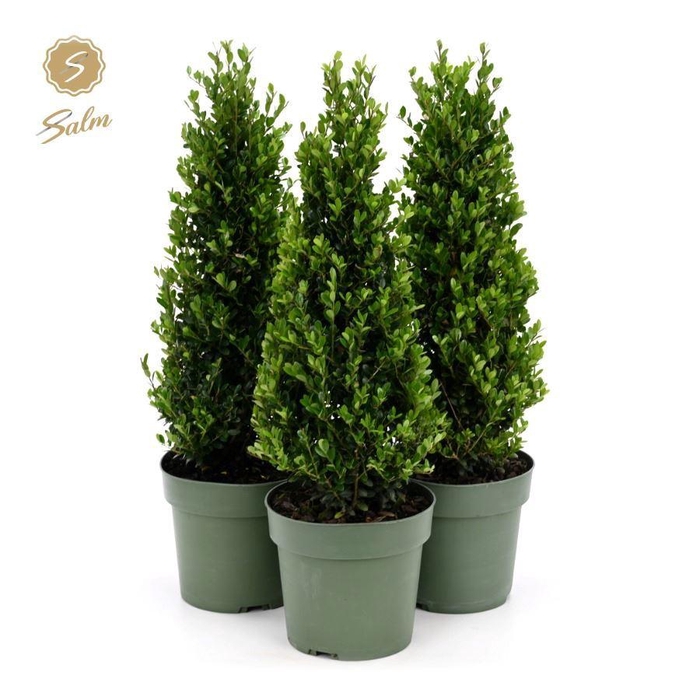 <h4>Ilex crenata 'Jenny'® Pyramid 35cm P17</h4>