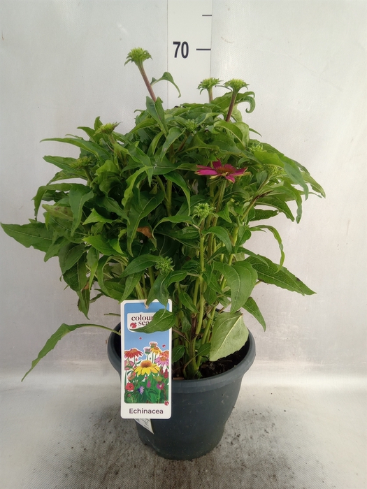 <h4>Echinacea purp. 'Powwow Wild Berry'</h4>