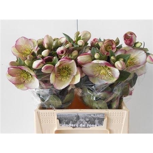 HELL FRK GLENDA GLOS