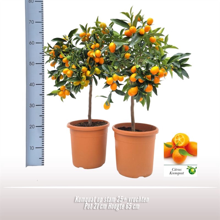 <h4>Kumquat op stam</h4>