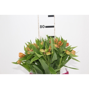 ALSTROEMERIA ORANGE QUEEN 080 CM