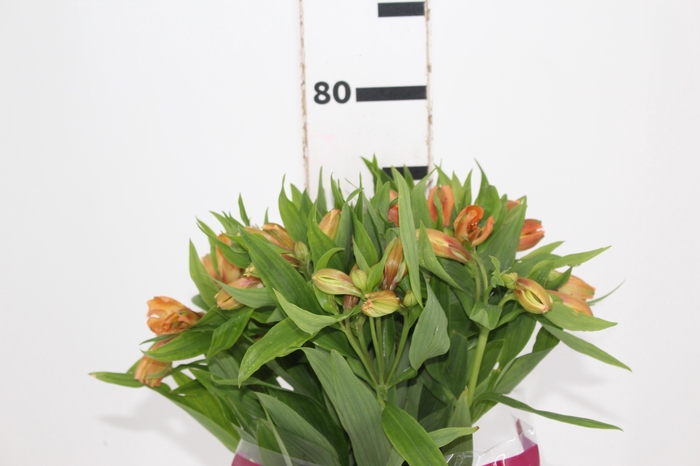 <h4>ALSTROEMERIA ORANGE QUEEN 080 CM</h4>