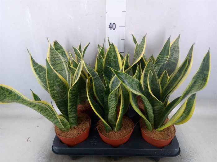 <h4>Sansevieria trifa. 'Futura Superba'</h4>