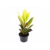 CROTON HIBRIDO PETRA P11