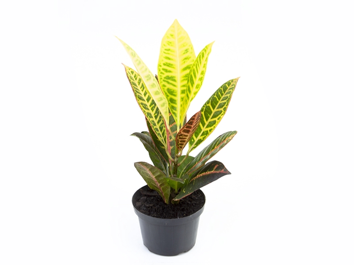 CROTON HIBRIDO PETRA P11