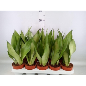 Sansevieria trifa. 'Moonshine'