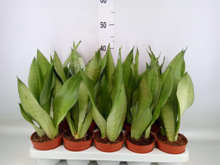 <h4>Sansevieria trifa. 'Moonshine'</h4>
