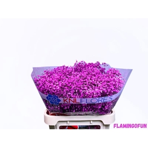 GYPS HOT PINK