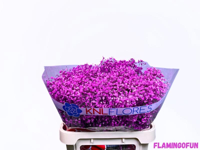 <h4>GYPS HOT PINK</h4>