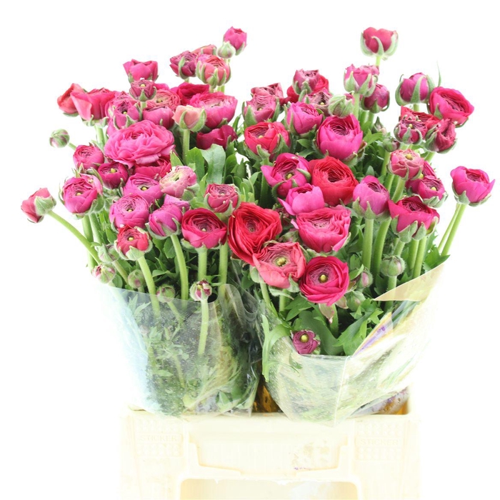 <h4>Ran El Hot Pink N L</h4>