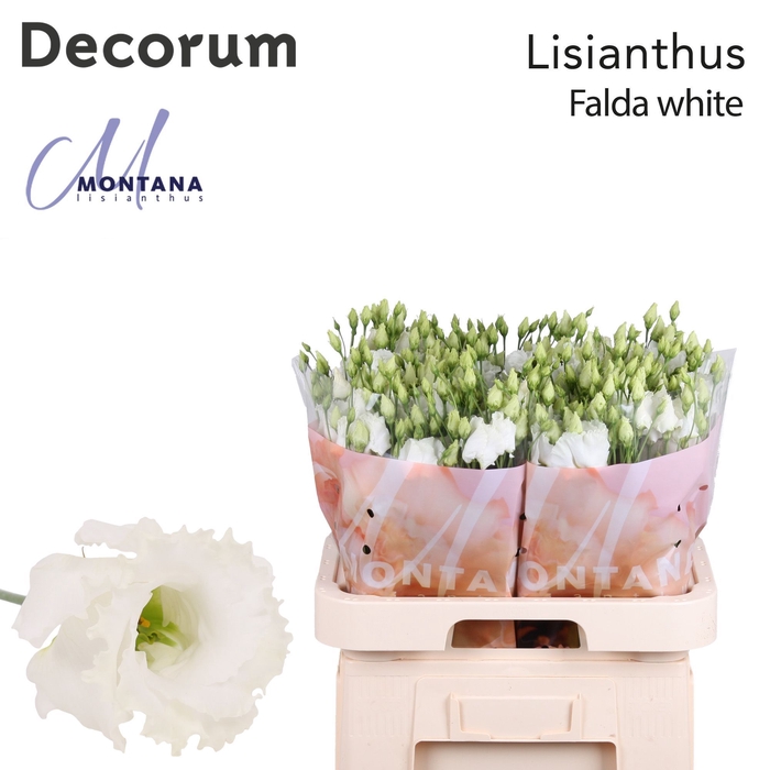 <h4>Lisianthus Falda white 70cm</h4>