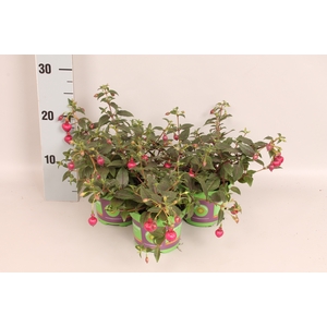 Fuchsia bella Julia