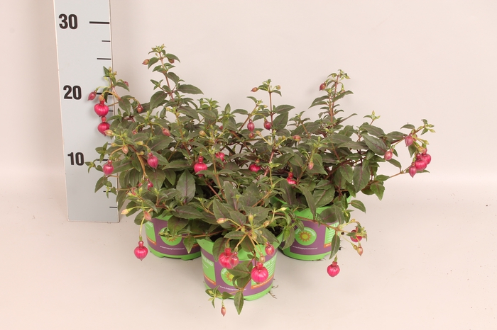 <h4>Fuchsia bella Julia</h4>