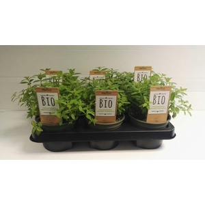 Verbena Citroen P12 HERBIO steker