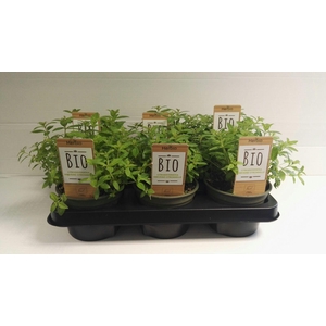 Verbena Citroen P12 HERBIO steker