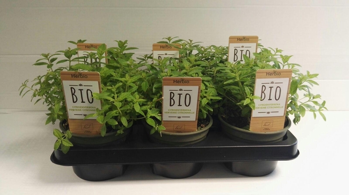 <h4>Verbena Citroen P12 HERBIO steker</h4>