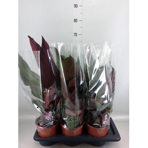Calathea   ...mix