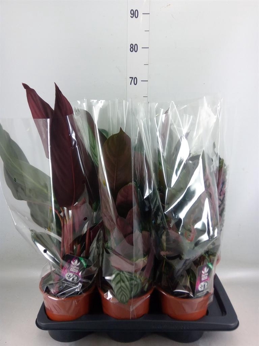 <h4>Calathea   ...mix</h4>