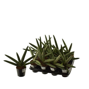Sansevieria Cylindrica 10,5Ø  15cm