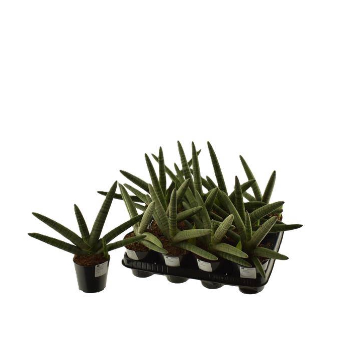 <h4>Sansevieria Cylindrica 10,5Ø 15cm</h4>