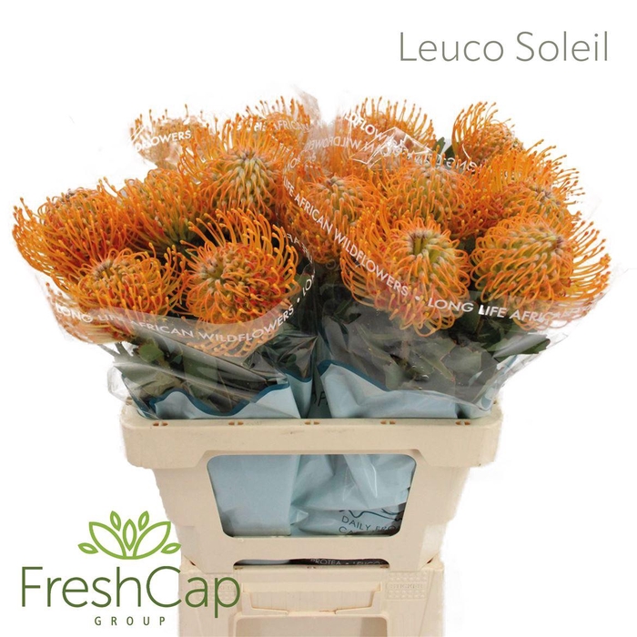 <h4>Leuco Soleil</h4>