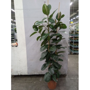 Ficus elastica 'Robusta'