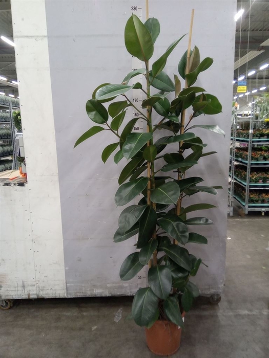 <h4>Ficus elastica 'Robusta'</h4>