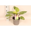 vaste planten 19 cm  Hosta Purple Heart afd.1