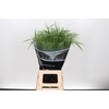 Panicum Fountain zw  (min 3 shelve)