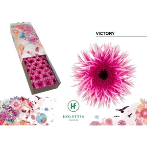 Gerbera Spider Victory Half doos