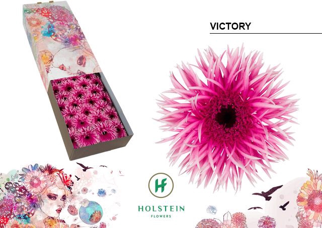 <h4>Gerbera Spider Victory Doos</h4>