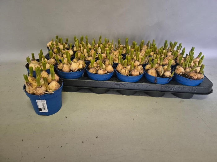 <h4>MUSCAR ATLANTIC</h4>