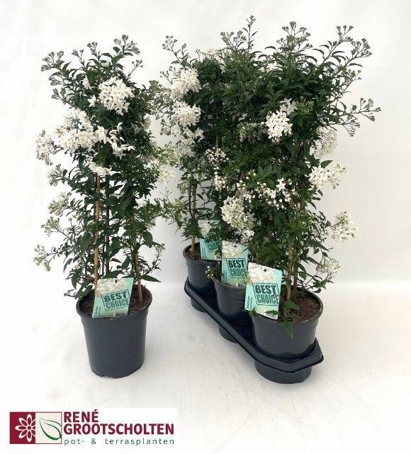 <h4>SOLANUM JASMINOIDES</h4>