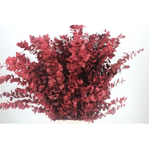 Euca Stuartiana Bordeaux P Bunch