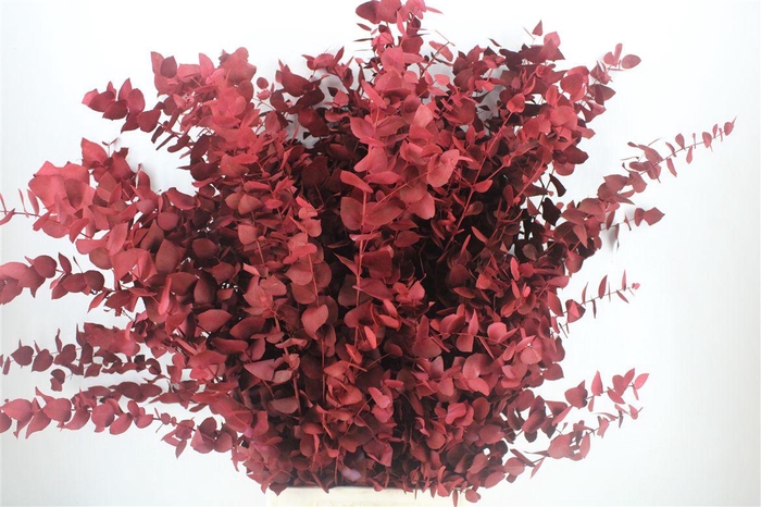 <h4>Euca Stuartiana Bordeaux P Bunch</h4>