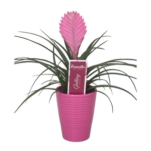 Tillandsia cyanea 'Anita' in lila ribbel keramiek