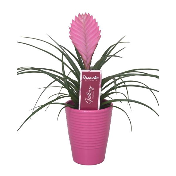 <h4>Tillandsia cyanea 'Anita' in lila ribbel keramiek</h4>