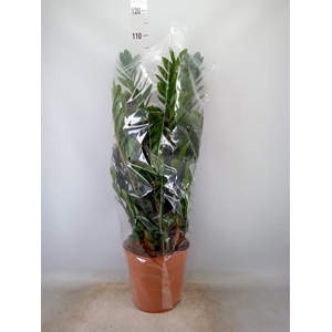 Zamioculcas zamiifolia