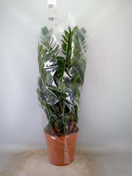 <h4>Zamioculcas zamiifolia</h4>