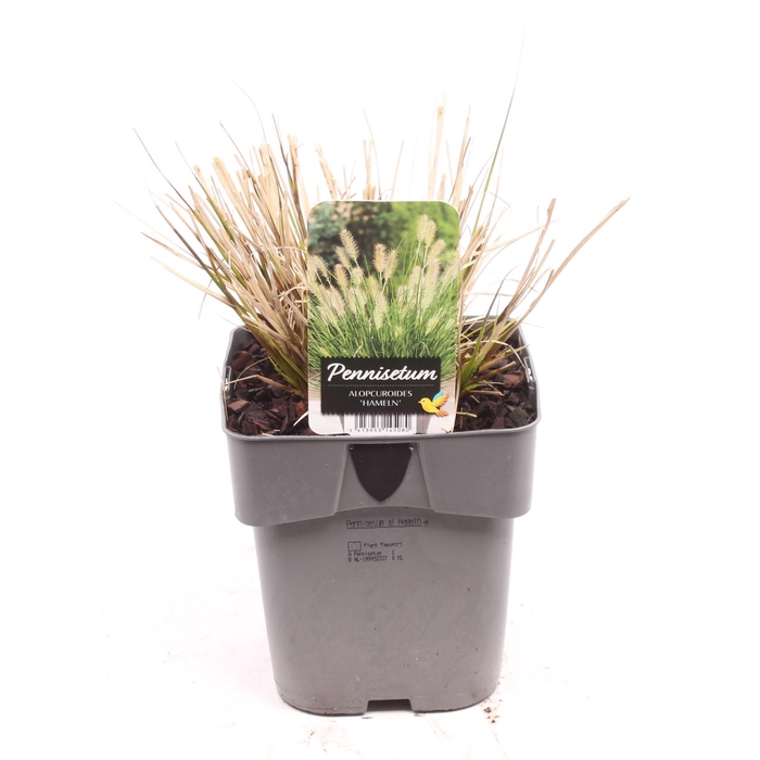 <h4>Pennisetum alopecuroides 'Hameln'</h4>