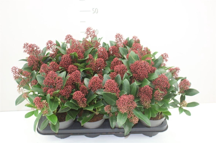<h4>Skimmia Jap Rubella 10+</h4>