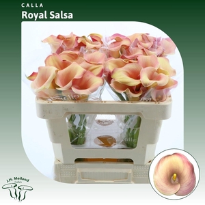 Calla Royal Salsa