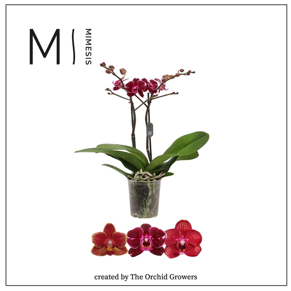 <h4>Mimesis Phal. Multi Red - 2 spike 12cm</h4>