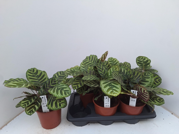 <h4>CALAT MAKOYANA</h4>