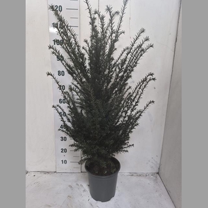 TAXUS BACCATA 120 CM