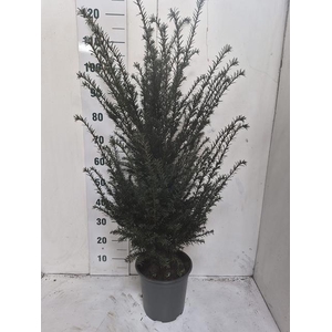 TAXUS BACCATA