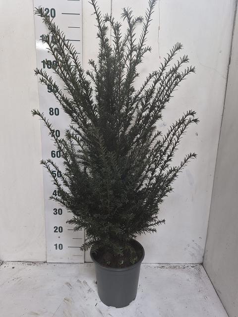 <h4>TAXUS BACCATA</h4>