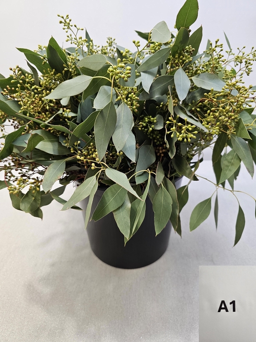 <h4>EUC POP BES PB</h4>