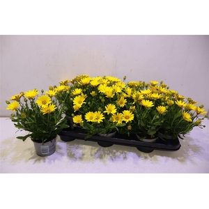 Osteo Fp Pure Yellow