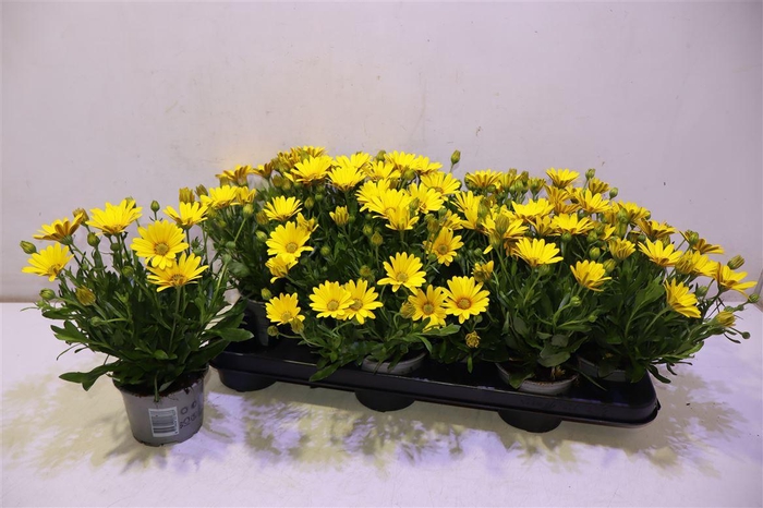 <h4>Osteo Fp Pure Yellow</h4>